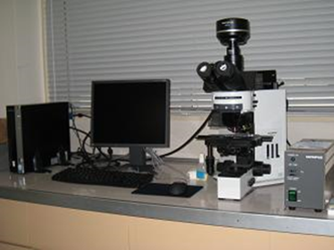 蛍光顕微鏡画像解析システム