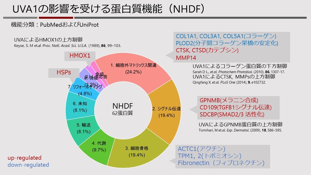 UVA1の影響を受ける蛋白質機能（NHDF）