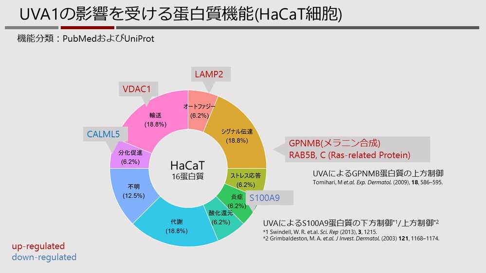 UVA1の影響を受ける蛋白質機能(HaCaT細胞)