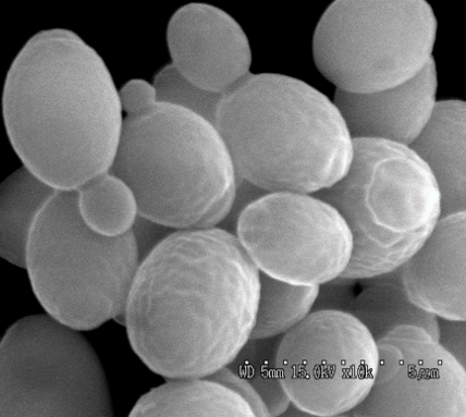 梅花酵母の写真